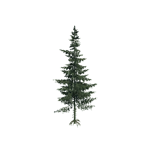 Spruce_Tree1