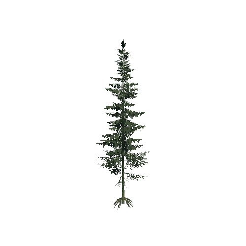 Spruce_Tree2