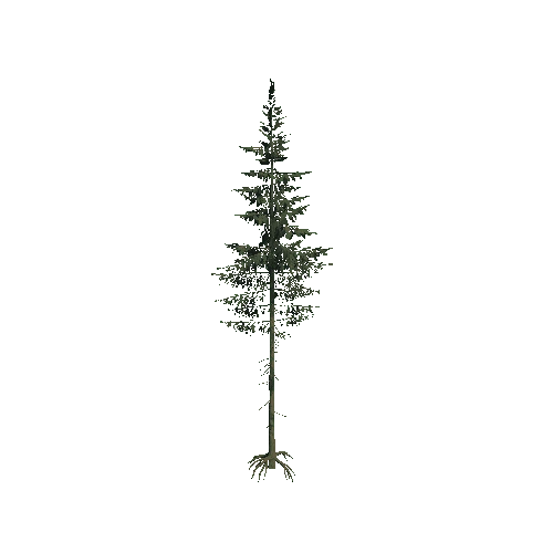 Spruce_Tree3