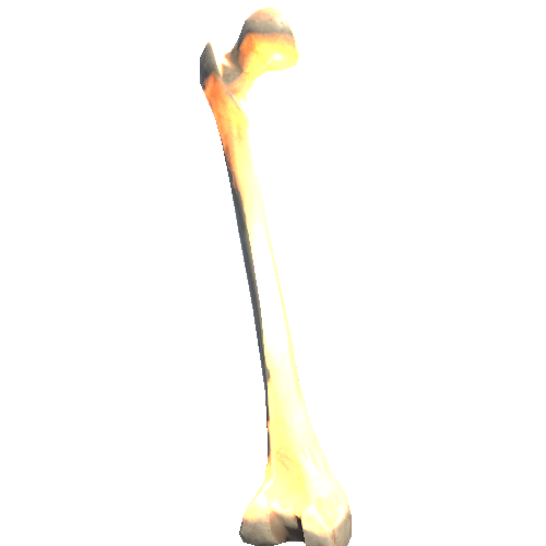 Femur_lod0