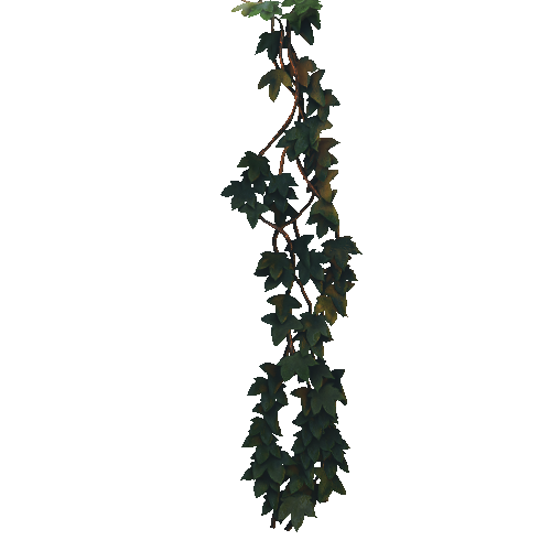 Ivy_hanging_1