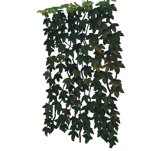 Ivy_hanging_2