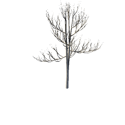 Tree_WhiteBerDead