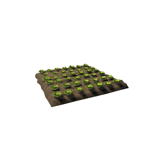 field_lettuce