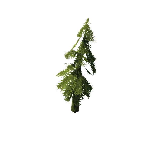 tree_conifer_02