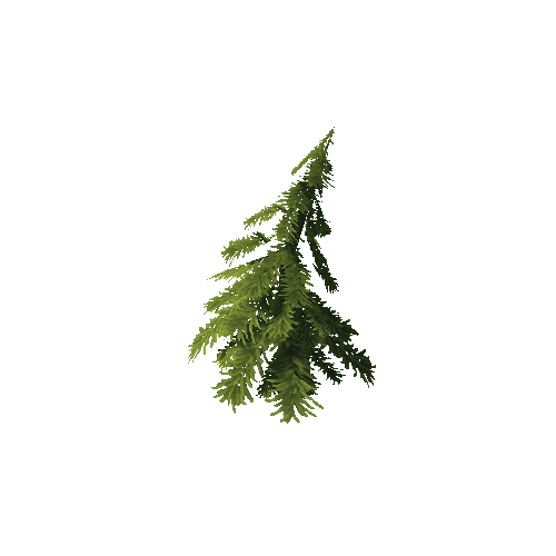 tree_conifer_03