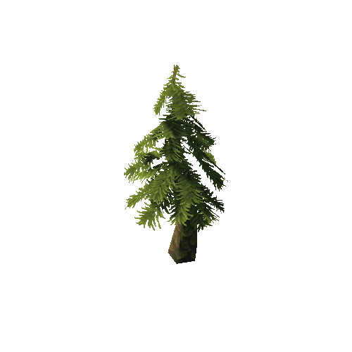 tree_conifer_06