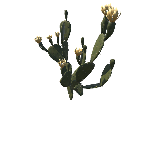 Opuntia_cactus