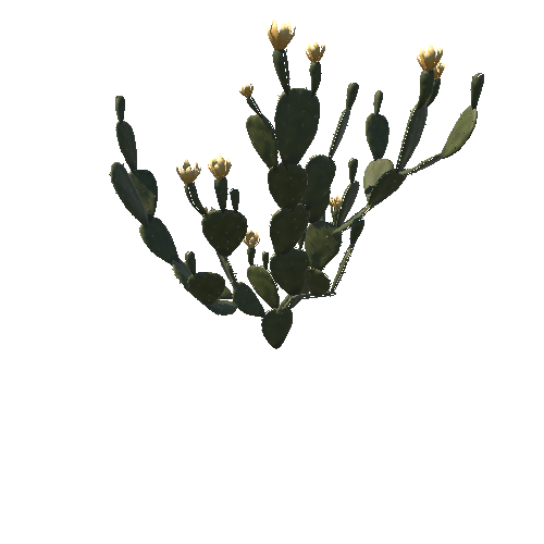 Opuntia_cactus_v3