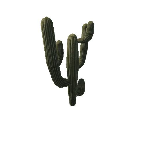 Cactus4_1