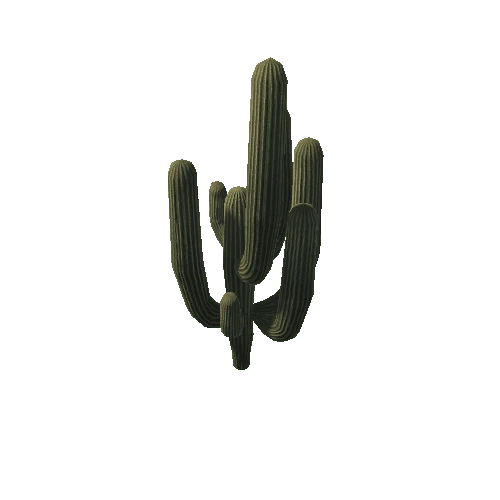 Cactus4_3