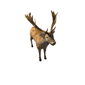 Deer_red_LowPoly_IP