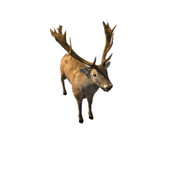Deer_red_LowPoly_RM