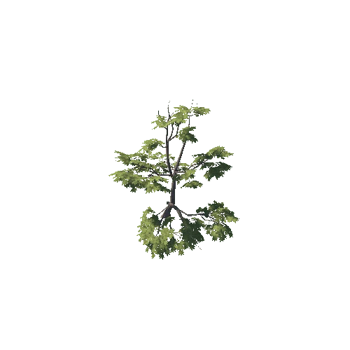 Tree_Maple_A_01