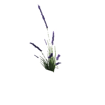 SM_Lavender