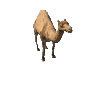 Arabian_Camel