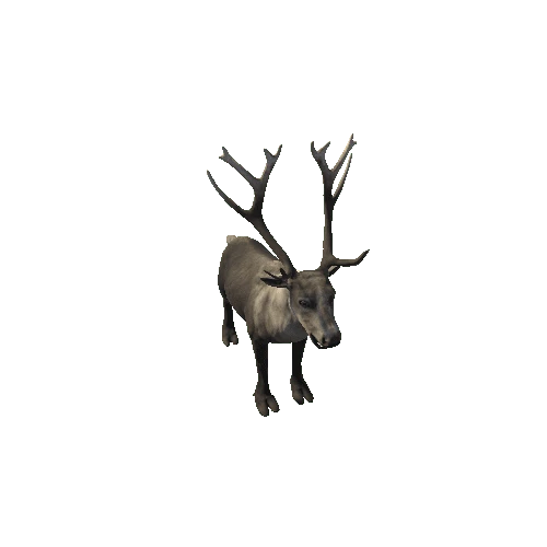 Reindeer_RM_FV_HP