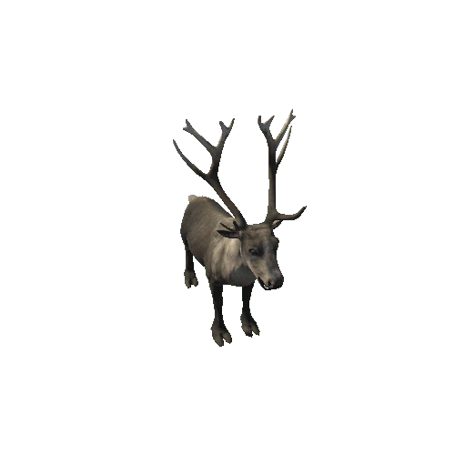 Reindeer_RM_FV_SHP