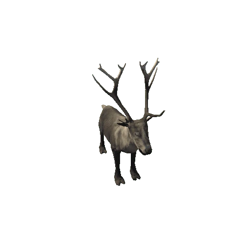 Reindeer_RM_FV_SLP