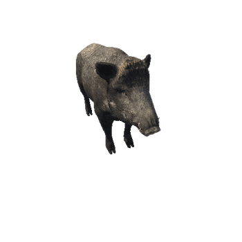 Boar_Female_Highpoly_RM