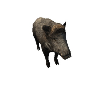 Boar_Female_Mobile_RM