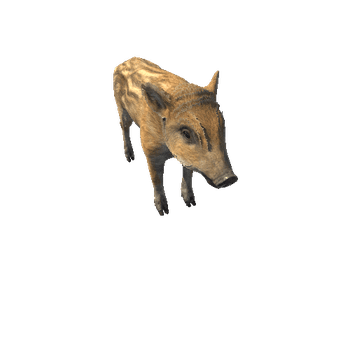 Boar_cub_Highpoly_RM