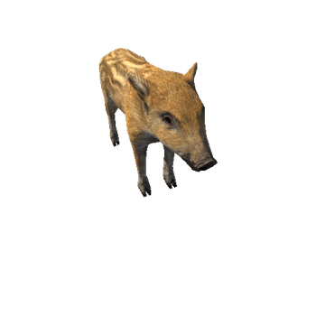 Boar_cub_Lowpoly_RM