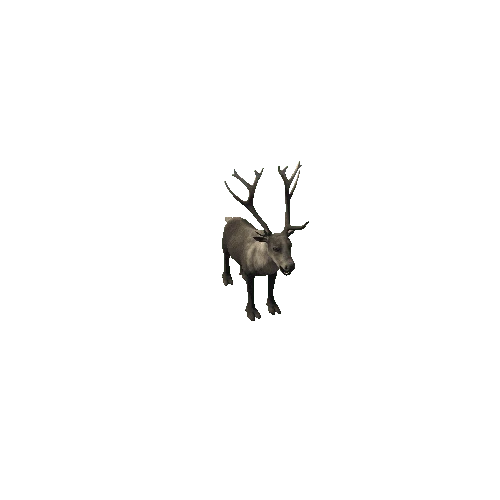 Reindeer_IP_SV