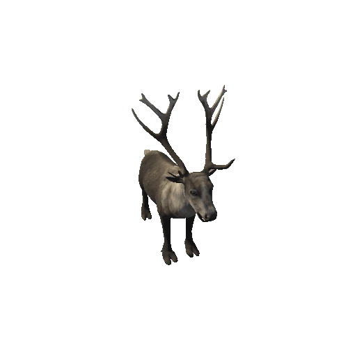 Reindeer_RM_FV_HP