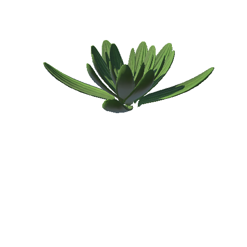 Succulent_plant1