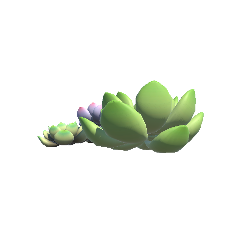 Succulent_plant3