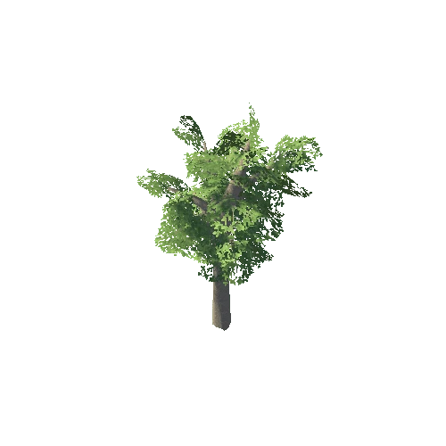 Oak_002