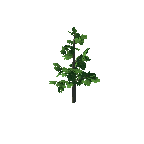 hornbeam_002