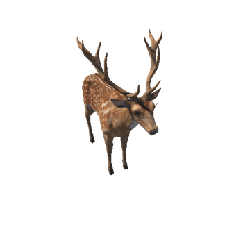 Deer_stag_HighPoly_RM