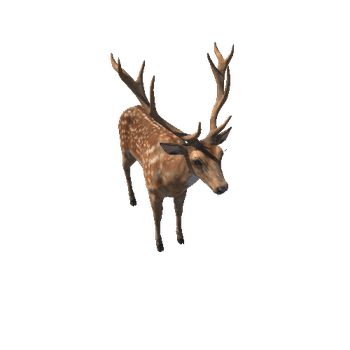 Deer_stag_LODs_IP