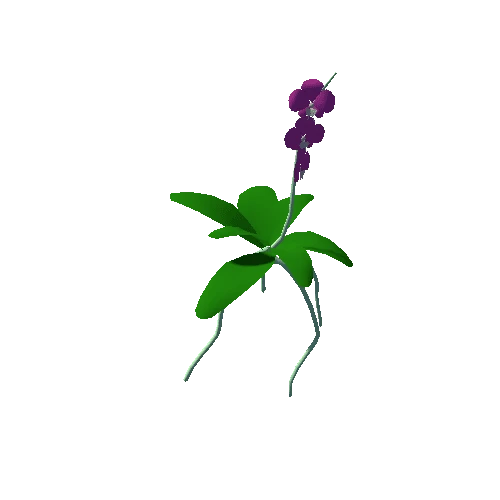 orchid02_m