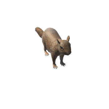 SquirrelLowPoly