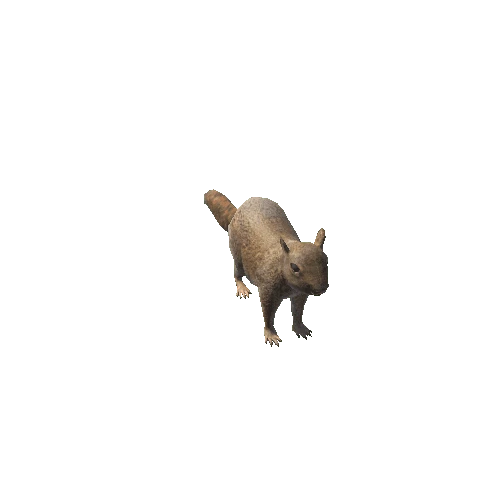 SquirrelLowPoly