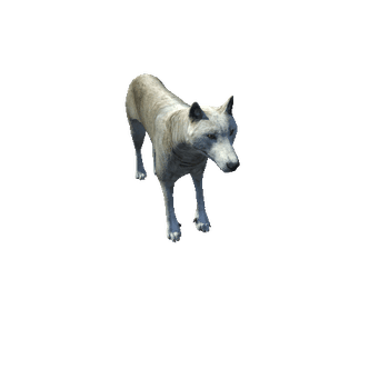 WolfMiddlePoly