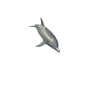 DolphinMiddlePoly