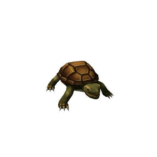 turtle_brown1