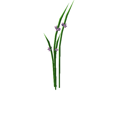 bulrush01_m