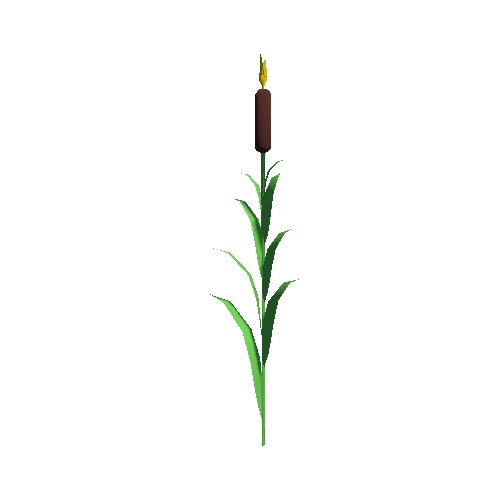 cattail