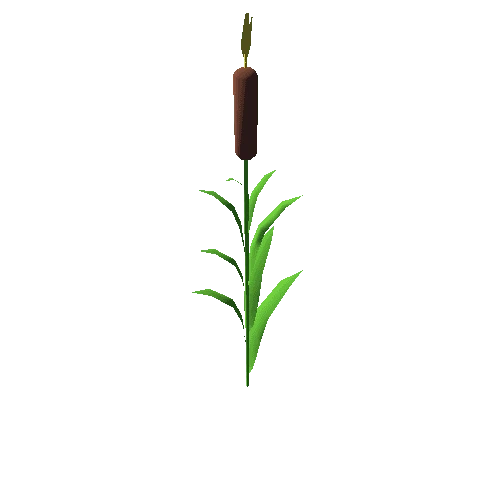 cattail01_m