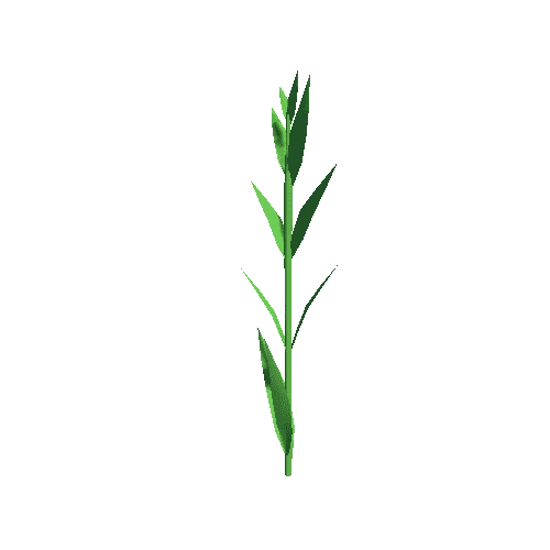 sedge_02_leaves