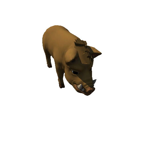 Boar