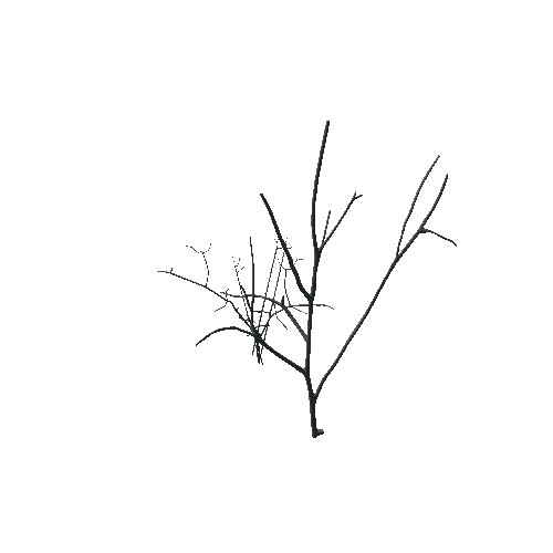Branchs_L