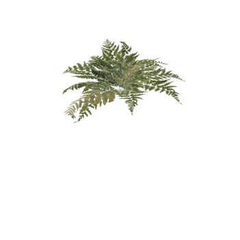 Fern_var01_1