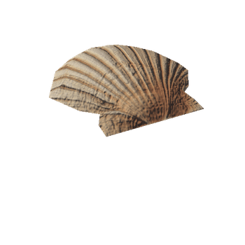 Shell