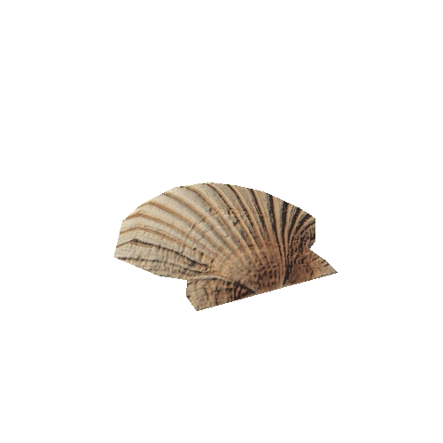 Shell